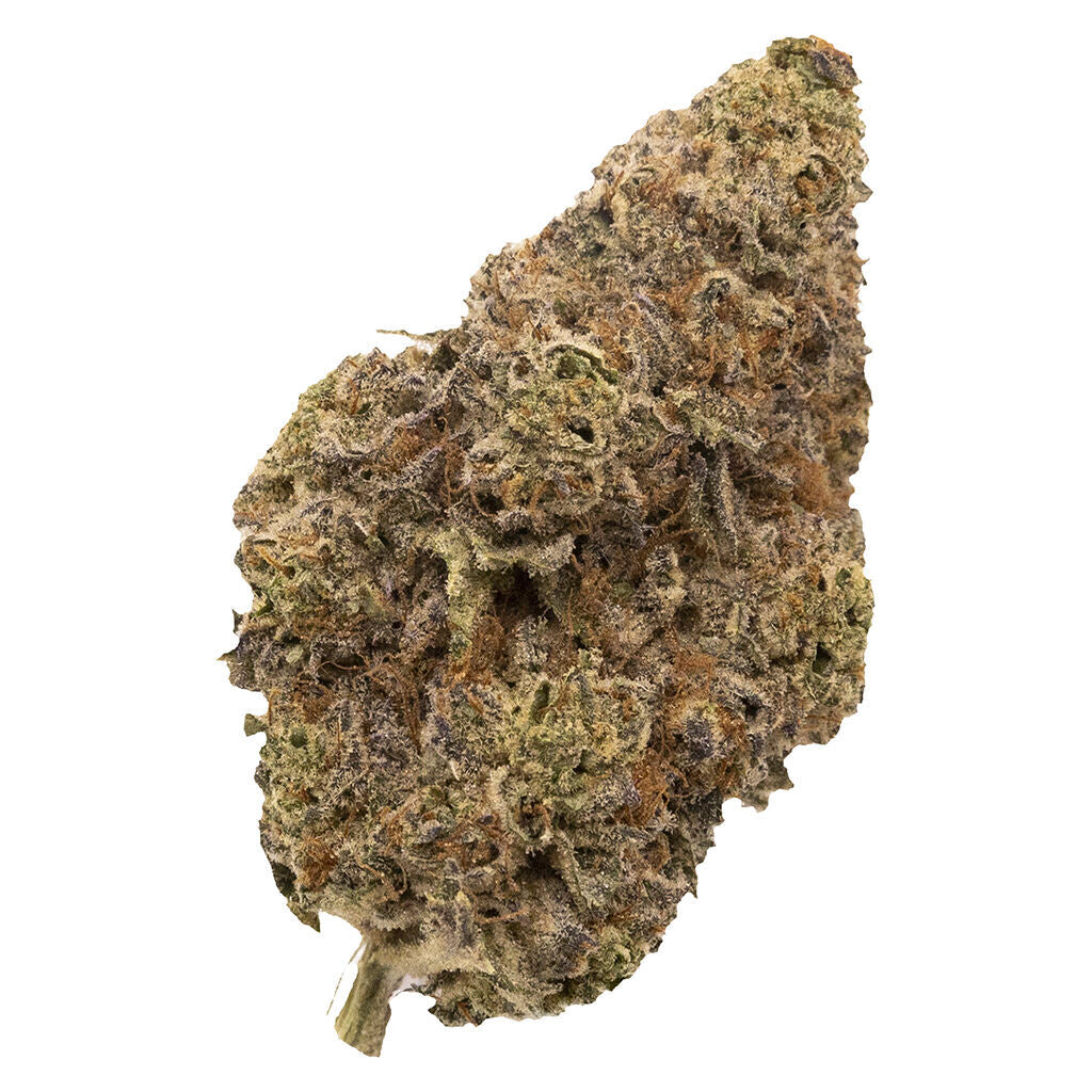 FIGR CHATTY KATHY (S) DRIED - 7G