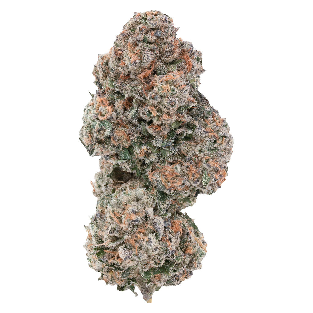1964 SOUR CONGO (IND) DRIED - 7G